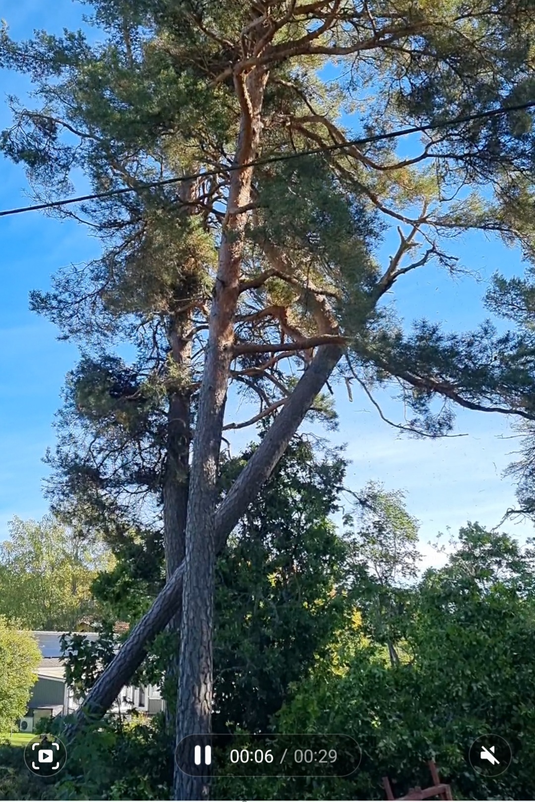 Nedläggning av medelstor ek, sektionsfällning av tall och tall med ”felvikt” som (med stor möda) dras genom krona på två andra tallar