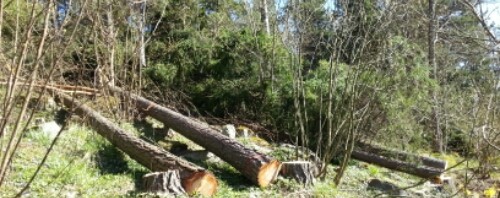 Åtta träd fälldes från marken i Mölnbo